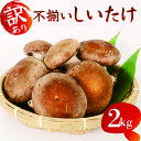【ふるさと納税】 訳あり 不揃い 生しいたけ 2kg 生 しいたけ シイタケ 椎茸 大ぶり 朝 収穫 食べ応え 厚い 肉厚 うまみ 菌床 栽培期間中 農薬不使用