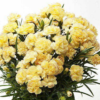 アイテムID:394248の画像1枚目