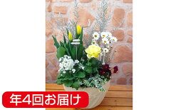 【ふるさと納税】季節のおまかせ寄せ植え　テラコッタ　定期便　年4回発送　　【定期便・植物・雑貨・日用品・花・インテリア・ガーデニング】　お届け：2月・4月・7月・10月の年4回お送りします。※入金確認の翌月以降の初回よりスタートとなります。･･･ 画像1