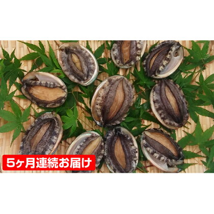活あわび 10個セット(5ヶ月連続お届け) 【定期便・魚介類・貝・アワビ・鮑・頒布会】