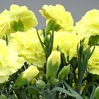 【ふるさと納税】【オンライン決済限定】母の日に！ボリュームのカーネーション鉢植え　黄色ハニームーン5号　【花】　お届け：2022年5月1日より順次出荷