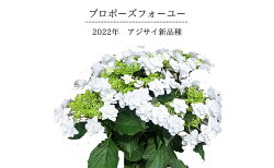 【ふるさと納税】母の日に！新品種 アジサイ 「プロポーズフォーユー」　【花・新品種・ギフト】　お届け：2022年5月1日〜7日 画像1