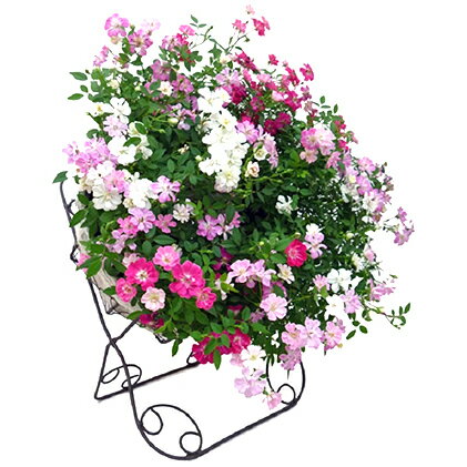 【ふるさと納税】 【 オンライン決済限定 】 先行予約 母の日 レンゲローズ 四季咲き ミニバラ リング植え 花 バラ 薔薇 リース リング仕立て バスケット 贈り物 お祝い 植物 季節 生花 フラワー ギフト 2025年5月から順次発送 静岡県 藤枝市のサムネイル