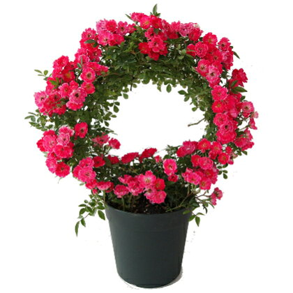 【オンライン決済限定】母の日に！つるバラ鉢植え　赤系リング仕立て5号　【植物・バラ・薔薇・インテリア・花・観葉植物】　お届け：2023年5月8日から順次出荷