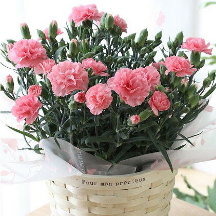 【ふるさと納税】【オンライン決済限定】2023年5月出荷 母の日に！優しいピンク系のカーネーション鉢植え　5号カゴ付　【植物・花・観葉植物・インテリア】　お届け：2023年5月6日?5月13日までに順次出荷のサムネイル