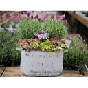 【ふるさと納税】 季節のおまかせ寄せ植え 1鉢 【3月~12月出荷予定】( 花苗 観葉植物 ガーデニング 園芸 お花 花 庭 インテリア 装飾品 工芸品 贈答 ギフト プレゼント 祝い 記念日 母の日 ) 静岡県 藤枝市