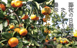 【ふるさと納税】青島みかん5kg　【果物類・みかん・柑橘類】　お届け：2023年1月10日頃〜2023年2月下旬頃 画像2