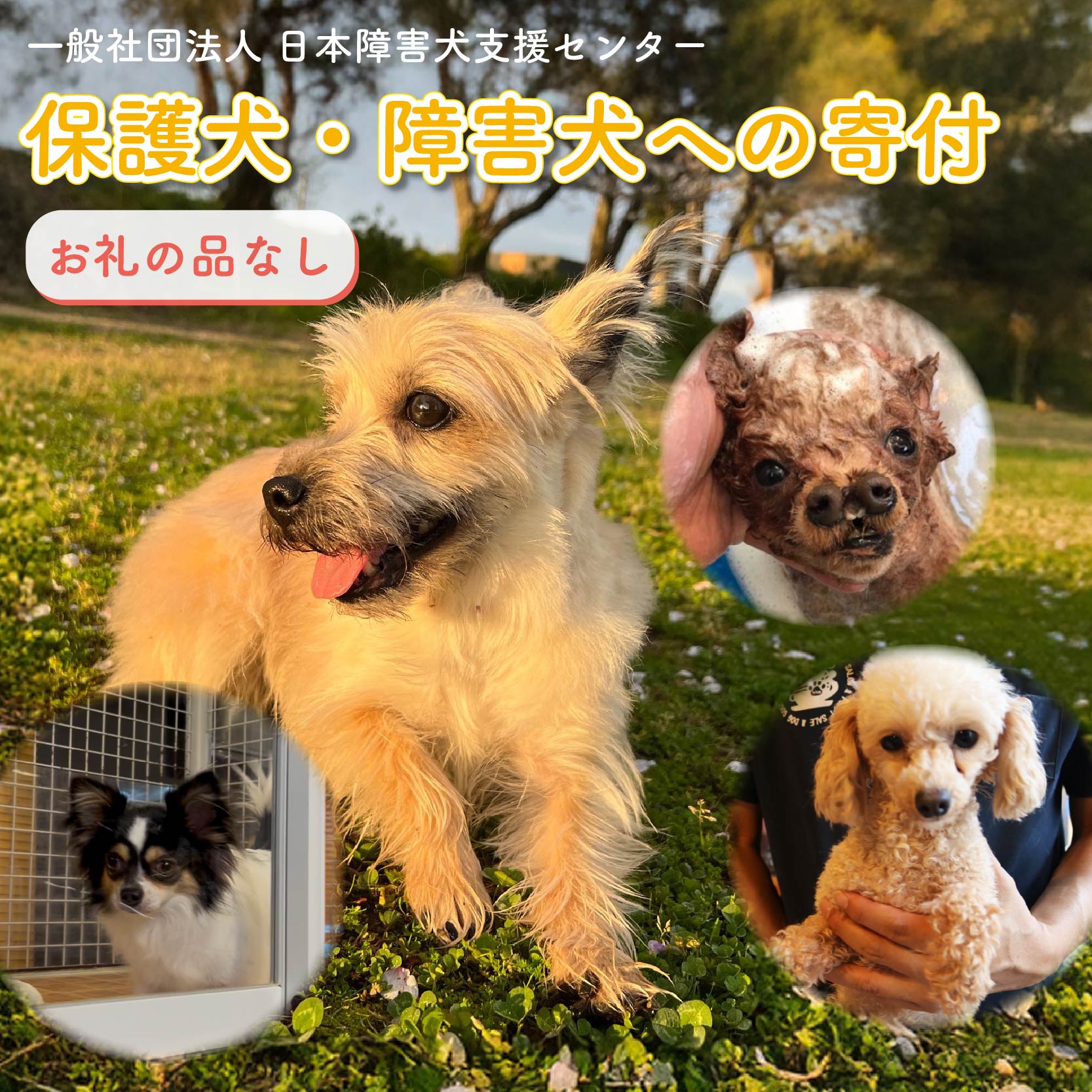 [返礼品なし] [金額選べる] 障害犬 保護犬の支援 保護 支援 里親 譲渡 治療 餌 犬 動物愛護 藤枝市 静岡県