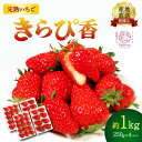 【ふるさと納税】 【先行予約 : 2026年1月〜2026年2月発送予定 】 いちご きらぴ香 約1kg 約250g×4パック 朝どれ 完熟 苺 産地 直送 フ...