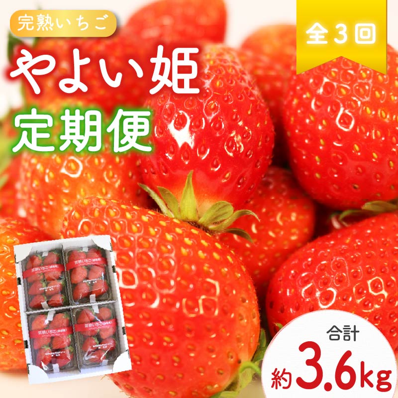 [ 先行予約 : 2026年2月〜発送予定 ] [全3回定期便] やよい姫 約1.2kg 300g×4パック (2月、3月、4月発送) いちご 完熟 苺 産地 直送 フレッシュ イチゴ 贈答 フルーツ 果物 国産 静岡県 藤枝市