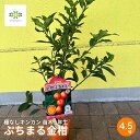 【ふるさと納税】 【先行予約】 種なしキンカン 苗木 ぷちまる 金柑 1年生 4.5号 ロングポット 果樹苗 家庭菜園 植物 果物 くだもの 2025年10月より発送 オンライン決済限定 静岡県 藤枝市