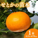 【ふるさと納税】 【先行予約】 果樹 せとか 苗木 果樹苗 柑橘類 蜜柑 ミカン みかんの木 家庭菜園 植物 果物 くだもの 2025年10月より発送 オンライン決済限定 静岡県 藤枝市