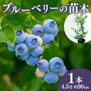 【ふるさと納税】 【先行予約】 ブルーベリー 苗 苗木 大実 ラビットアイ系 果樹苗 家庭菜園 植物 果物 くだもの 2025年10月より発送 オンライン決済限定 静岡県 藤枝市