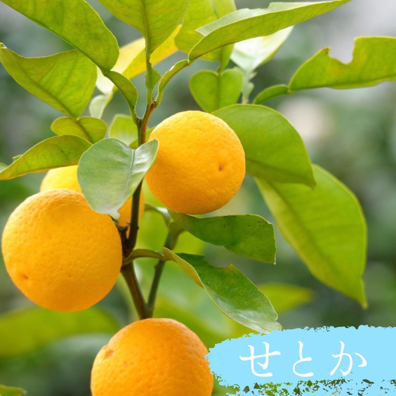 【ふるさと納税】 せとか 苗木 果樹苗 柑橘類 みかん ミカン 蜜柑 果物 くだもの ...