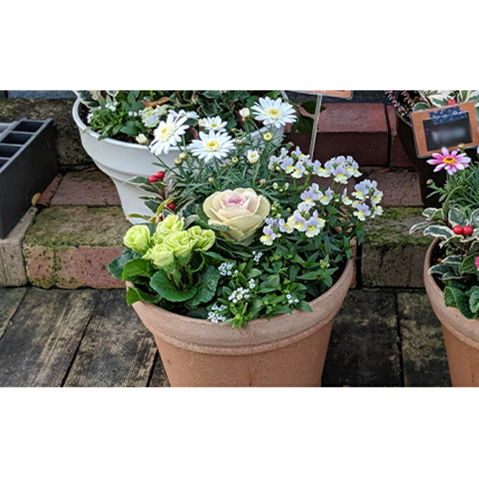 【ふるさと納税】 お正月おまかせ寄せ植え　【植物・花】　お届け：毎年11月20日-12月25日のサムネイル
