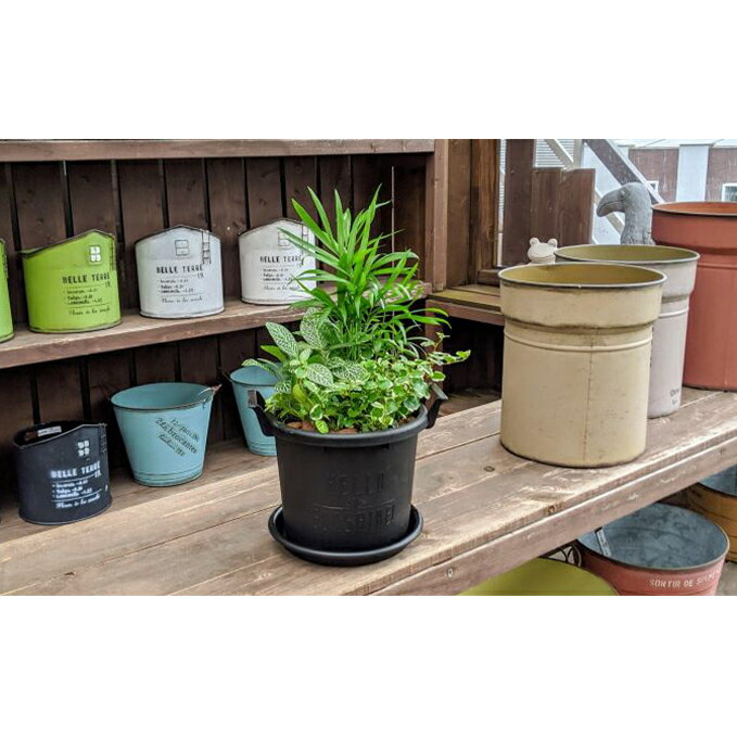 観葉植物3種類の寄せ植え 1鉢(受皿付き) ( 花苗 観葉植物 ガーデニング 園芸 お花 花 庭 インテリア 装飾品 工芸品 贈答 ギフト プレゼント 祝い 記念日 母の日 ) 静岡県 藤枝市