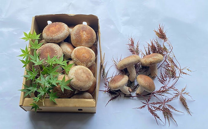 【ふるさと納税】 肉厚しいたけ 1.3kg 生椎茸 国産 シイタケ どんこ きのこ 野菜 キノコ しいたけ 生しいたけ 茸 椎茸 静岡県 藤枝市