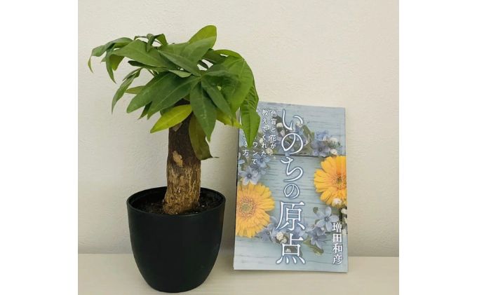 【ふるさと納税】 観葉植物鉢植えとamazonベストセラー 著作本「いのちの原点」のセット（読者特典動画視聴サービス付）【 本 苗木 観葉植物 パキラ 4号鉢 季節により植物の変更あり 】