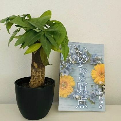 楽天静岡県藤枝市【ふるさと納税】 観葉植物鉢植えとamazonベストセラー 著作本「いのちの原点」のセット（読者特典動画視聴サービス付）【 本 苗木 観葉植物 パキラ 4号鉢 季節により植物の変更あり 】