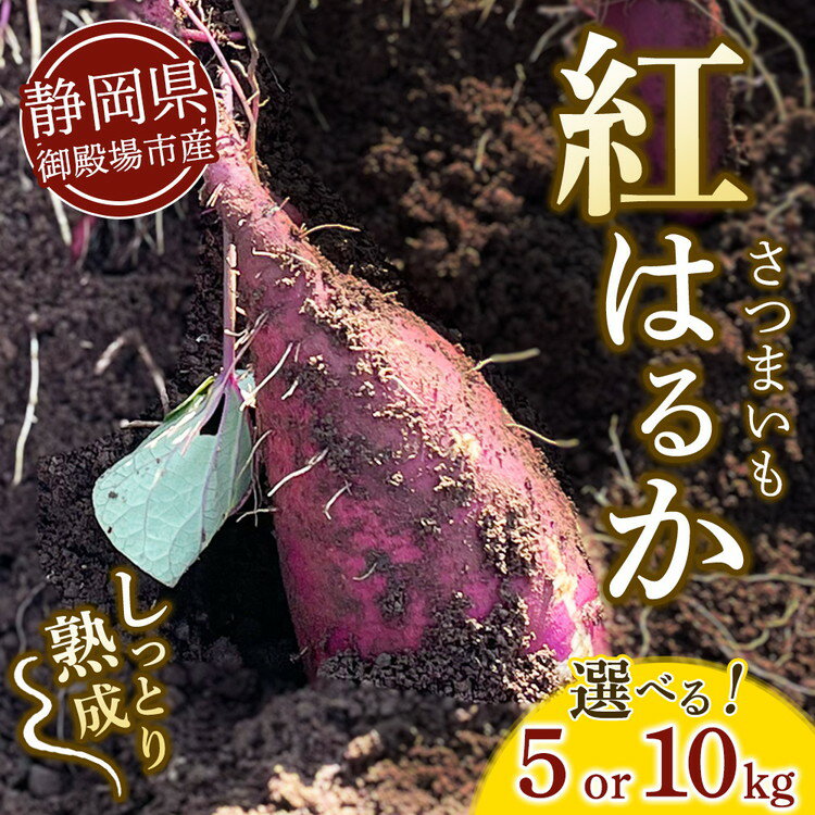 乐天商城 - 【ふるさと納税】【選べる内容量】さつまいも 紅はるか （5kg・10kg） | サツマイモ さつま芋 芋 べにはるか 熟成 静岡県 御殿場市 ※2026年10月～発送