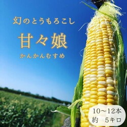 【ふるさと納税】リピーター続出！とうもろこし【甘々娘】※数量限定　【野菜・とうもろこし・リピータ・甘々娘・数量限定・フルーツコーン・朝採り・産地直送】　お届け：2023年6月上旬〜中旬･･･ 画像1