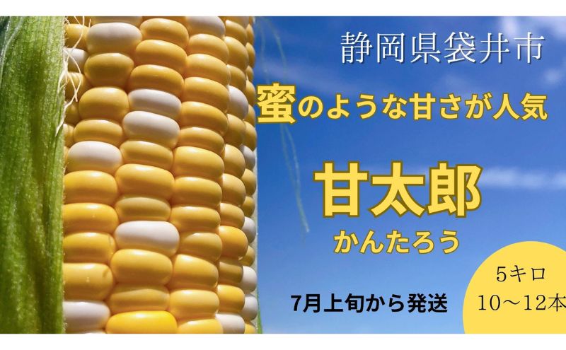 【ふるさと納税】数量限定！リピーター続出！！とうもろこし☆甘太郎☆おすすめ コーン トウモロコシ かんたろう 採れたて 新鮮 健康 ヘルシー 人気 厳選 袋井市　【とうもろこし 甘太郎 数量限定 フルーツコーン 朝採り 産地直送】　お届け：2024年7月上旬～下旬