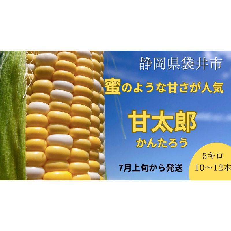 【ふるさと納税】リピーター続出！とうもろこし【甘太郎】※数量限定　【野菜・とうもろこし・リピータ・甘太郎・数量限定・フルーツコーン・朝採り・産地直送】　お届け：2023年7月上旬〜中旬のサムネイル