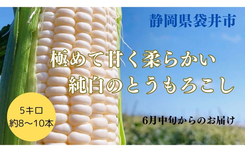 【ふるさと納税】【先行予約】極めて甘い白いとうもろこし ロイシーコーン 6月中旬より発送 おすすめ コーン トウモロコシ 採れたて 新鮮 健康 ヘルシー 人気 厳選 袋井市　【 ホワイトコーン 国産 静岡県産 袋井市産 農家直送 】　お届け：2024年6月中旬～下旬