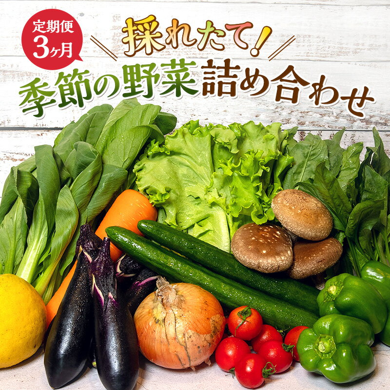 【ふるさと納税】とれたて 野菜 パック 定期便 3回 季節の野菜 セット 詰め合わせ 10品前後 野菜セット 野菜詰め合わせ 3ヶ月 ジャガイモ 人参 大根 小松菜 白ネギ グリ−ンリ−フ チンゲン菜 椎茸 トマト 水菜 葉ネギ 人気 厳選 静岡県　【定期便・ 袋井市 】