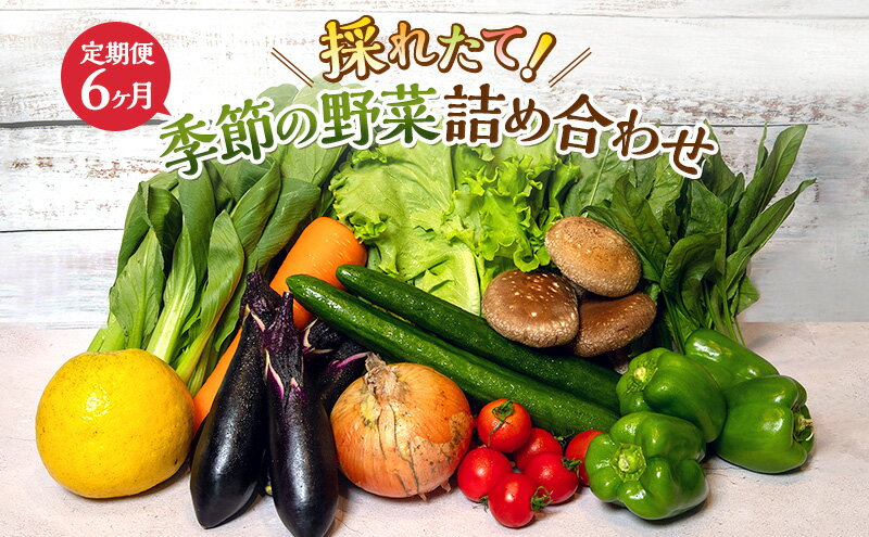 【ふるさと納税】とれたて 野菜 パック 定期便 6回 季節の野菜 セット 詰め合わせ 10品前後 野菜セット 野菜詰め合わせ 6ヶ月 ジャガイモ 人参 大根 小松菜 白ネギ グリ−ンリ−フ チンゲン菜 椎茸 トマト 水菜 葉ネギ 人気 厳選 静岡県　【定期便・ 袋井市 】