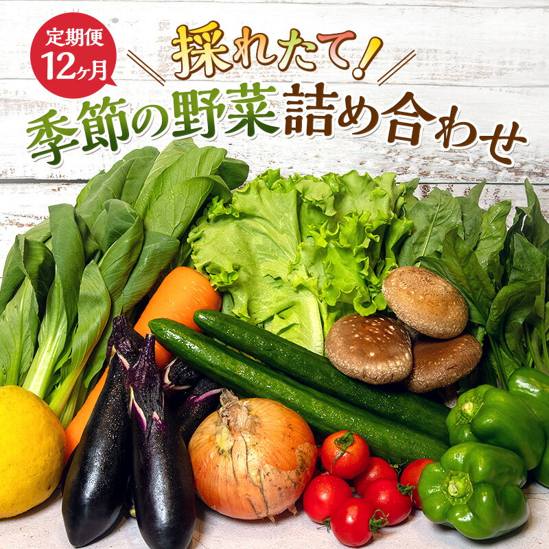 5位! 口コミ数「0件」評価「0」とれたて 野菜 パック 定期便 12回 季節の野菜 セット 詰め合わせ 10品前後 野菜セット 野菜詰め合わせ 12ヶ月 ジャガイモ 人参 ･･･ 