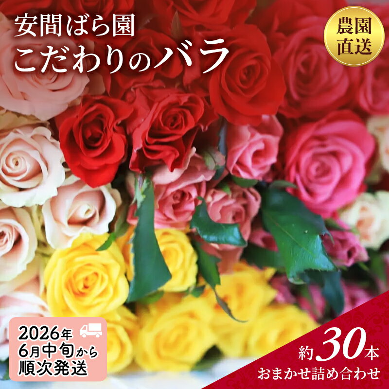 【ふるさと納税】【2026年6月中旬から順次発送】安間ばら園 こだわりの バラ おまかせ詰め合わせ約30本入 クール便 花 ギフト 誕生日 記念日 花束 プレゼント バラ フラワーギフト　お届け：2026/6/15～2026/6/30まで