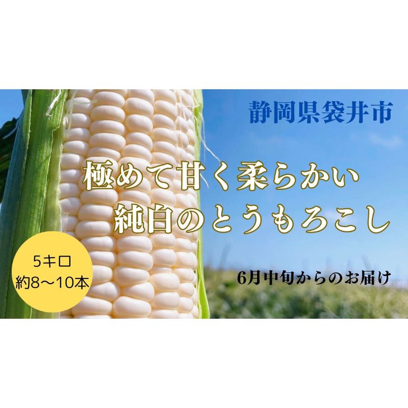 【ふるさと納税】【先行予約】極めて甘い白いとうもろこし ロイシーコーン 6月中旬より発送 おすすめ コーン トウモロコシ 採れたて 新鮮 健康 ヘルシー 人気 厳選 袋井市　【 ホワイトコーン 国産 静岡県産 袋井市産 農家直送 】　お届け：2024年6月中旬～下旬