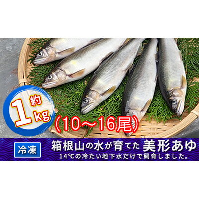 【ふるさと納税】箱根の水が育てた美形あゆ【冷凍 約1kg 10～16尾 】 【魚貝類・鮎・アユ】