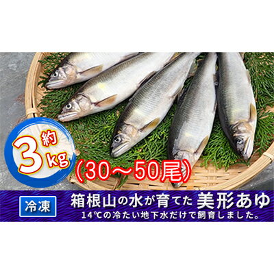 【ふるさと納税】箱根の水が育てた美形あゆ【冷凍 約3kg（30〜50尾）】　【魚貝類・鮎・アユ】