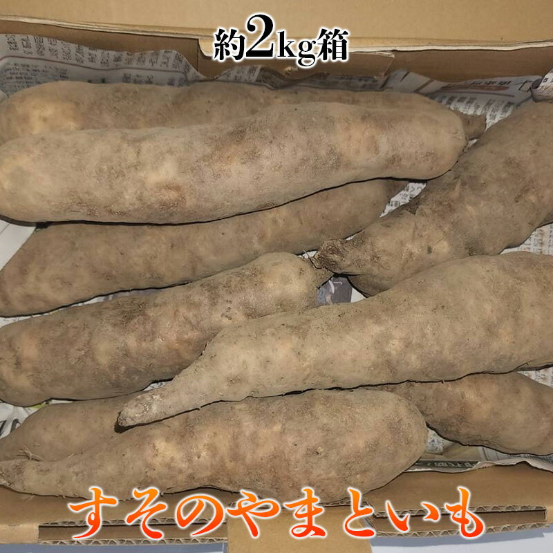 すそのやまといも 約2kg [野菜・やまといも・約2kg・スタミナ野菜] お届け:2024年12月中旬〜12月下旬