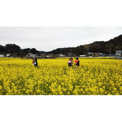 【ふるさと納税】日本一前向きな「前向花畑」のオーナー(菜の花)【1498614】