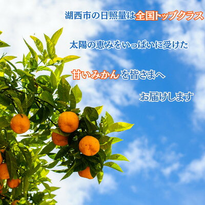 【ふるさと納税】【年内発送】【12月中旬より順次出荷予定】青島みかん約5kg Mサイズ〔鈴木農園〕【1510098】