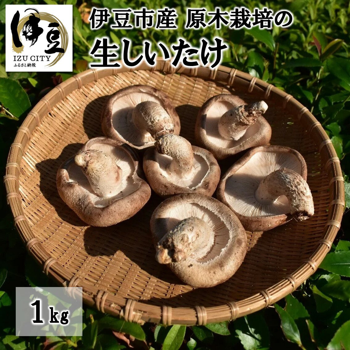 3位! 口コミ数「0件」評価「0」原木栽培の 生しいたけ 1kg / 伊豆産 伊豆 肉厚 1キロ 無農薬 無肥料 生 シイタケ 椎茸 きのこ キノコ 茸 野菜 お取り寄せ 冷･･･ 