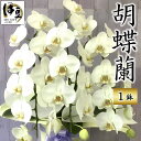 【ふるさと納税】 胡蝶蘭 1鉢 名札・メッセージサービス付 コチョウラン 欄 ラン 白 ホワイト white 花 フラワー 鉢植え 鉢 プレゼント 贈り物 ギフ...