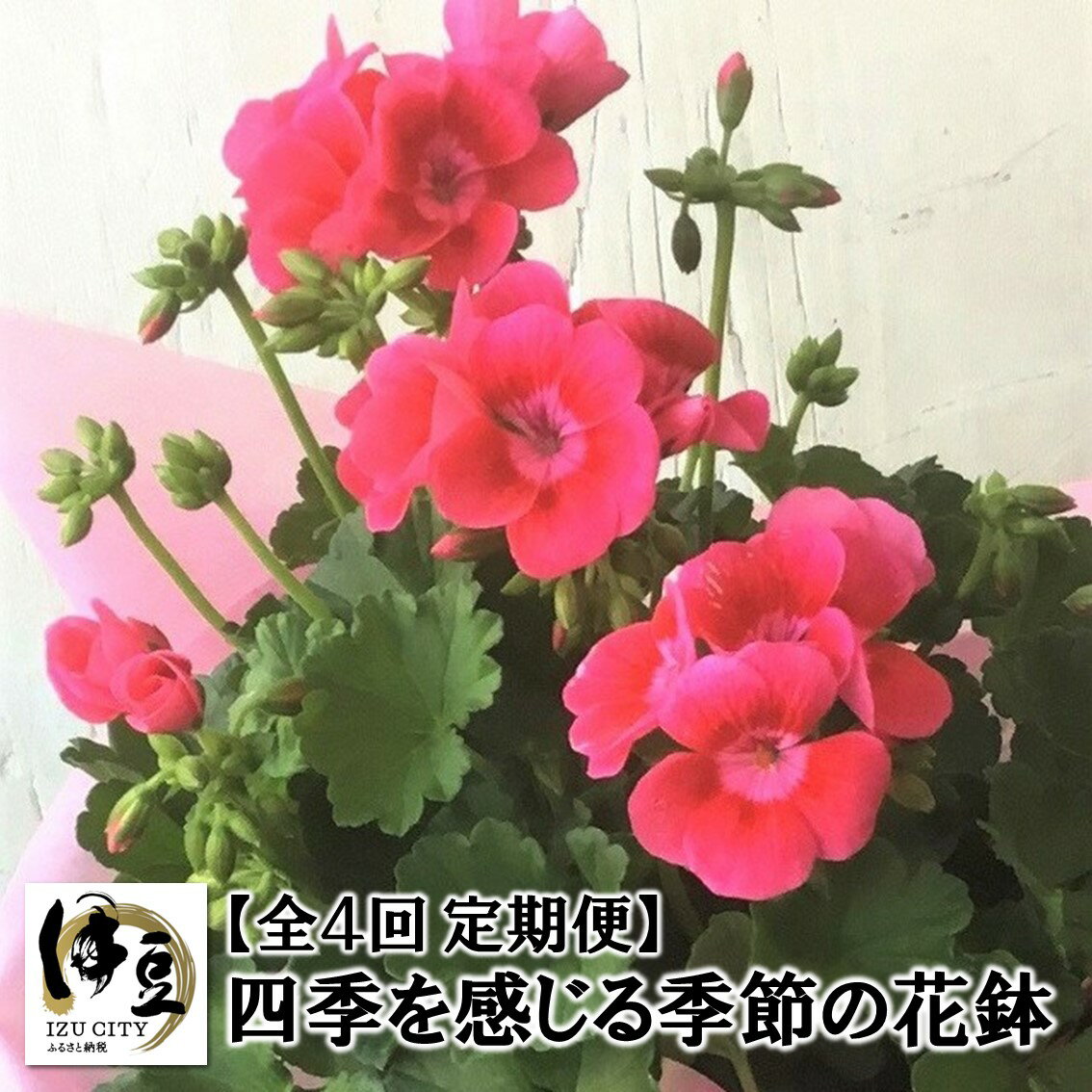 [ 全4回 定期便 ]季節の花鉢 052-001