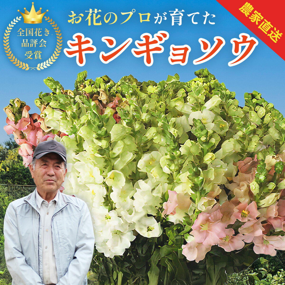 キンギョソウ 20本前後[ 先行予約 受付中 ]11月中旬〜3月下旬発送 010-005