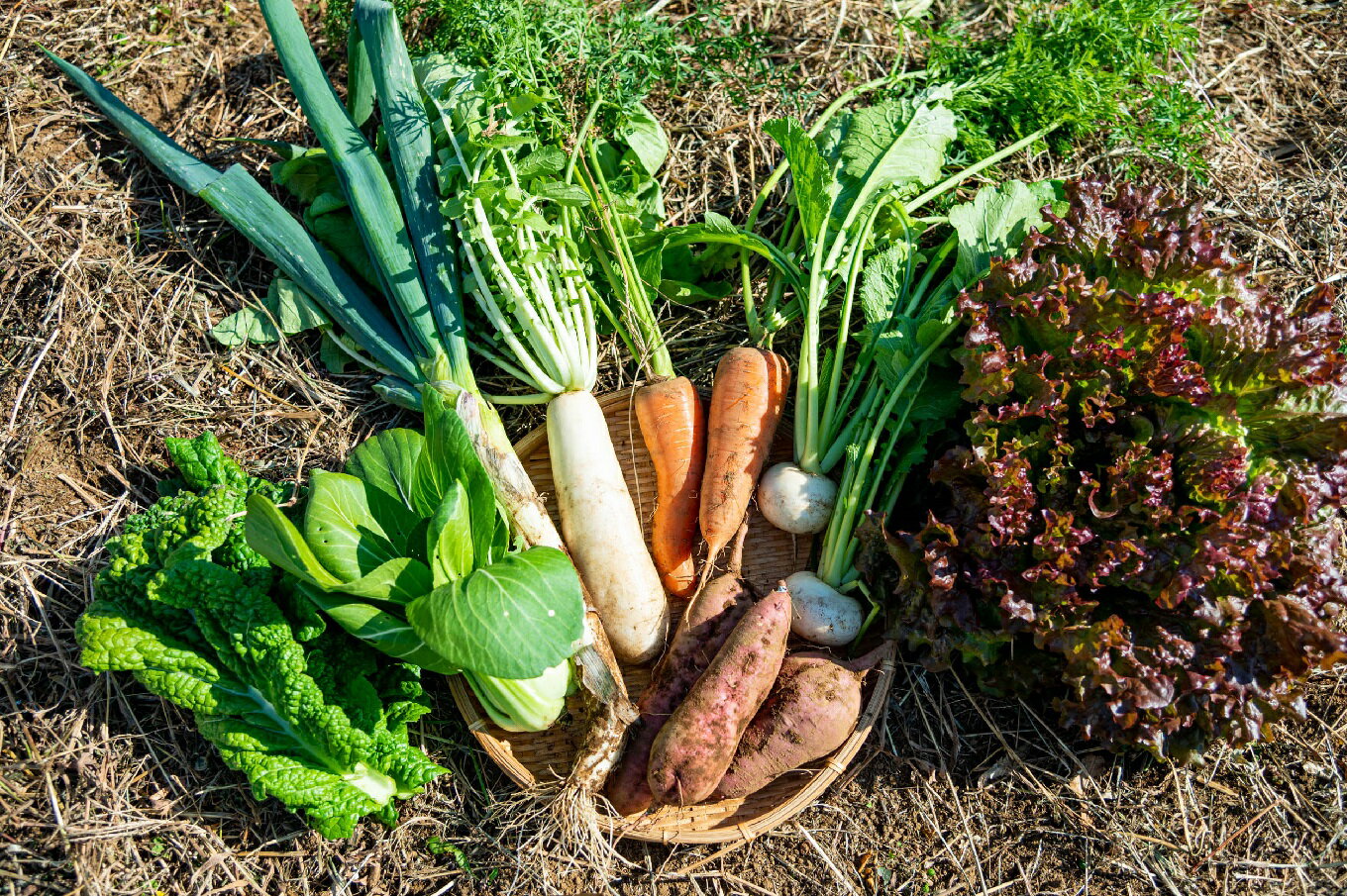 【ふるさと納税】 発送時期が選べる 旬の野菜 7～10種 定期便 全4回 [040-006] 伊豆 栽培期間中農薬・肥料不使用 自然栽培 旬 新鮮 直送 自然 SDGs 野菜 ベジタブル おまかせ 詰め合わせ お取り寄せ グルメ 送料無料 国内 中部 静岡 静岡県 伊豆市