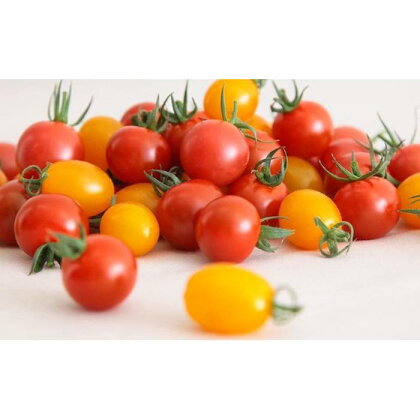 トマトが苦手な子でも食べれちゃう！高糖度フルーツトマトとミニトマトの食べくらべセット　1.5キロ