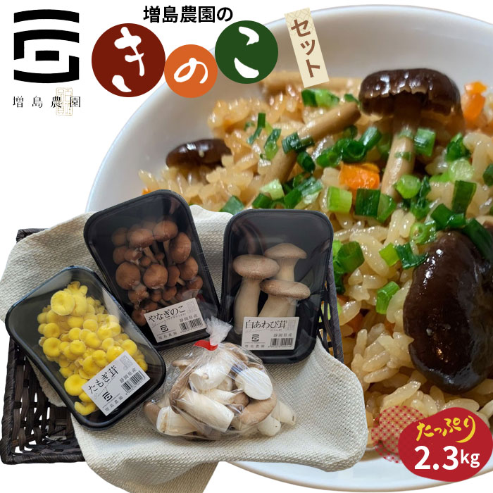 増島農園のきのこセット / エリンギ たもぎ茸 やなぎのこ やなぎまつたけ 食感 送料無料 静岡県 230829-01