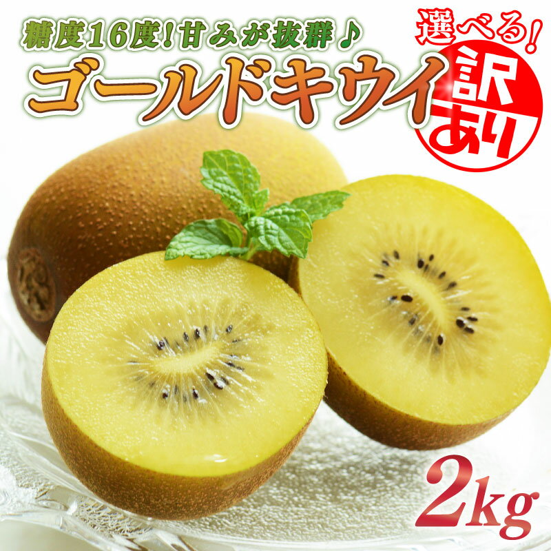 キウイ 2kg 選べる 訳あり フルーツ 果物 スイーツ ゴールド キウイ きうい ゴールド キウイ 産地直送 くだもの デザート ギフト プレゼント 果実 スイーツ デザート 贈答 国産 落合農園 静岡県 牧之原市