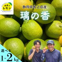 【ふるさと納税】 事前受付 牧之原産 波乗りレモン 璃の香 選べる 内容量 1~2kg 国産 Lemon 檸檬 ご家庭用 柑橘類 柑橘 フルーツ 果物 酸っぱい 果肉 酸味 甘み 防腐剤不使用 静岡県 牧之原市 ギフト レモネード レモンケーキ(4)