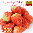 【ふるさと納税】 ベリーポップすず & スターナイト 500g いちご 食べ比べ ギフト 産地直送 朝採り スイーツ フルーツ 果物 大粒 完熟 イチゴ 苺 完熟 直送 ギフト 贈答用 贈答 ギフト ビタミン ベリー 産地直送 国産 おすすめ 静岡 県 牧之原 市 極美屋 KIWAMIYA