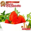 【ふるさと納税】 2026年2月中旬発送予定 いちご あきひめ 章姫 1kg 250g × 4パック 産地直送 フルーツ 苺 果物 ストロベリー 旬 贈答用 ギフト 贈り物 プレゼント 季節限定 新鮮 朝採れ 国産 農家直送 牧之原苺 牧之原いちご 静岡いちご 静岡苺 牧之原市 静岡県 ヤマセン