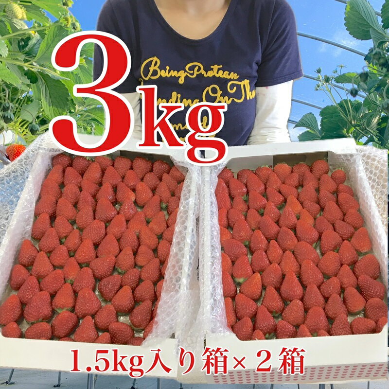 【ふるさと納税】067-5 【1月発送】ふるさと納税限定！いちご紅ほっぺ朝摘み3kgセット / 苺のサムネイル